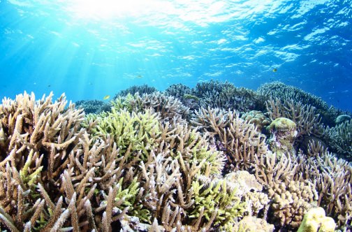 Project AWARE／サンゴ礁の保護