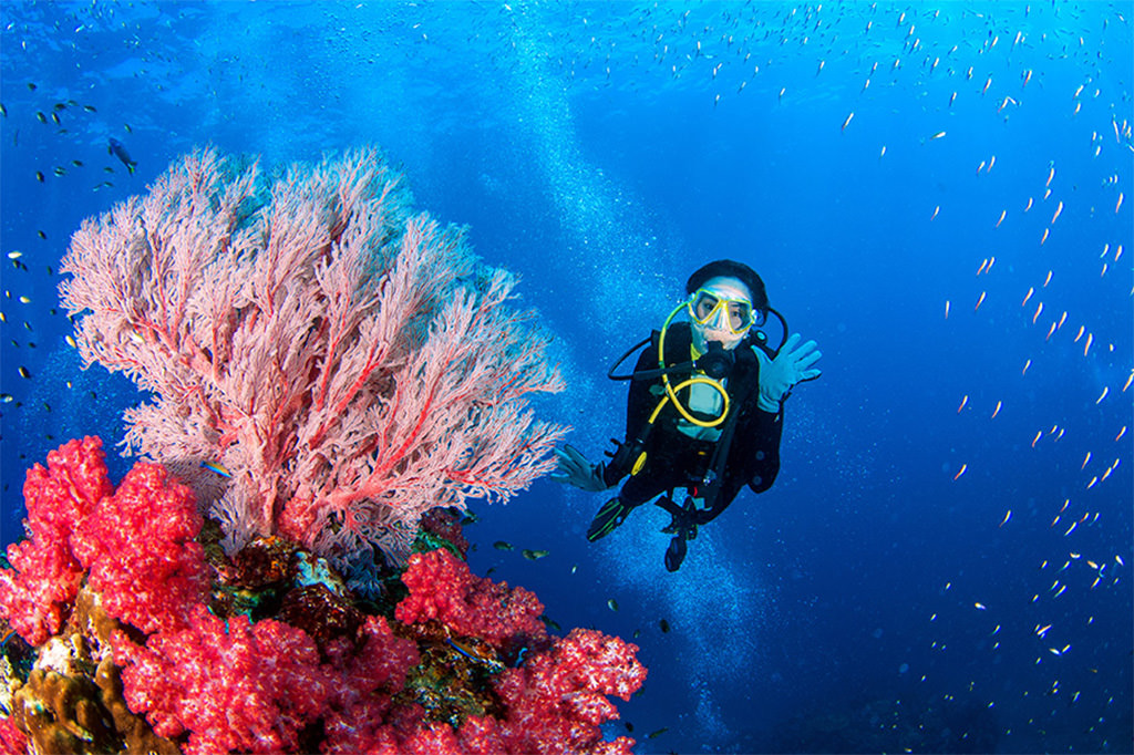 素晴らしいサンゴ礁の景色を大切にしましょう