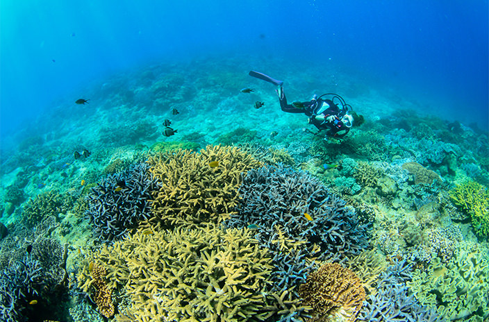 スタッフが選ぶおすすめダイビングスポット！『宜野湾沖コーラル