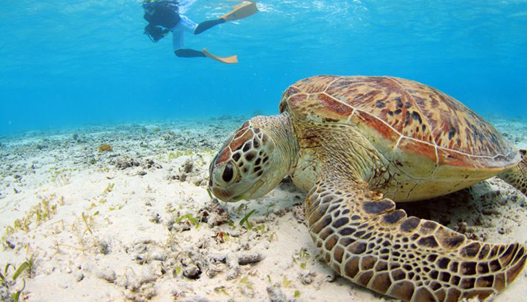 海藻を食べるアオウミガメ